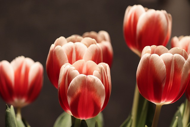 tulip flower 4762986 640 1